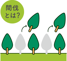 間伐とは?