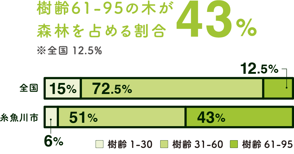 樹齢61-95の木が森林を占める割合43%(※全国12.5%)